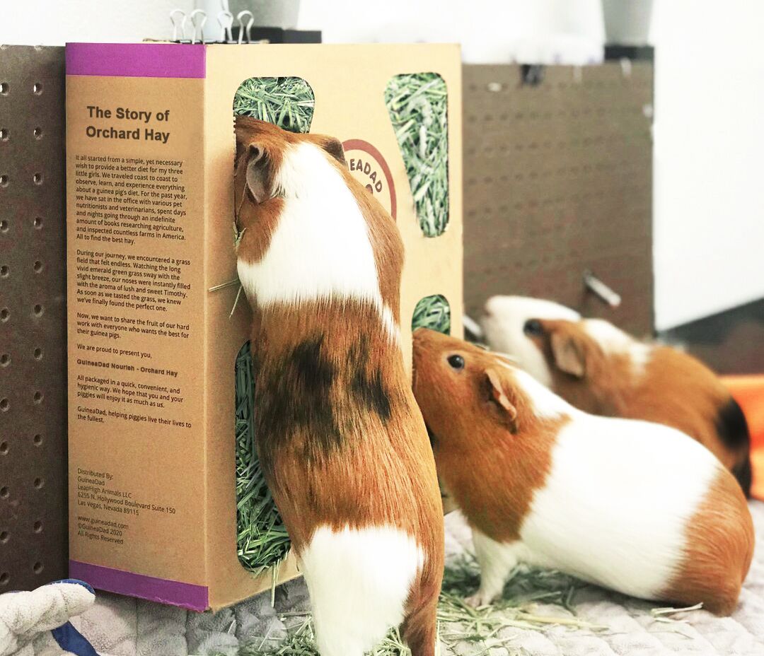 Orchard hay for top guinea pigs