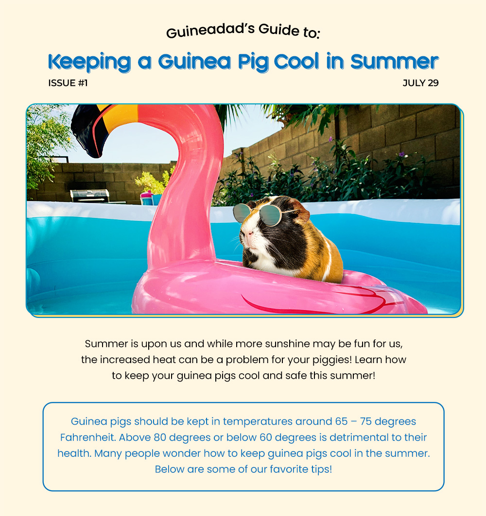 How to keep guinea pigs cool in the hot sale summer