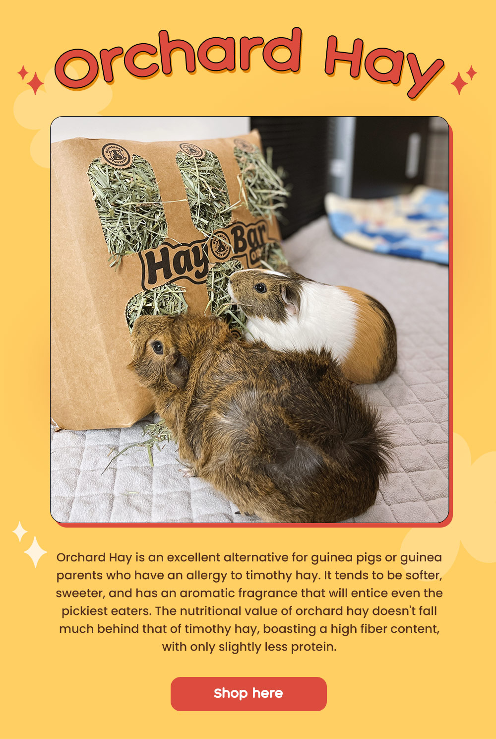 Fewer Allergies, More Playtime! Guineadad