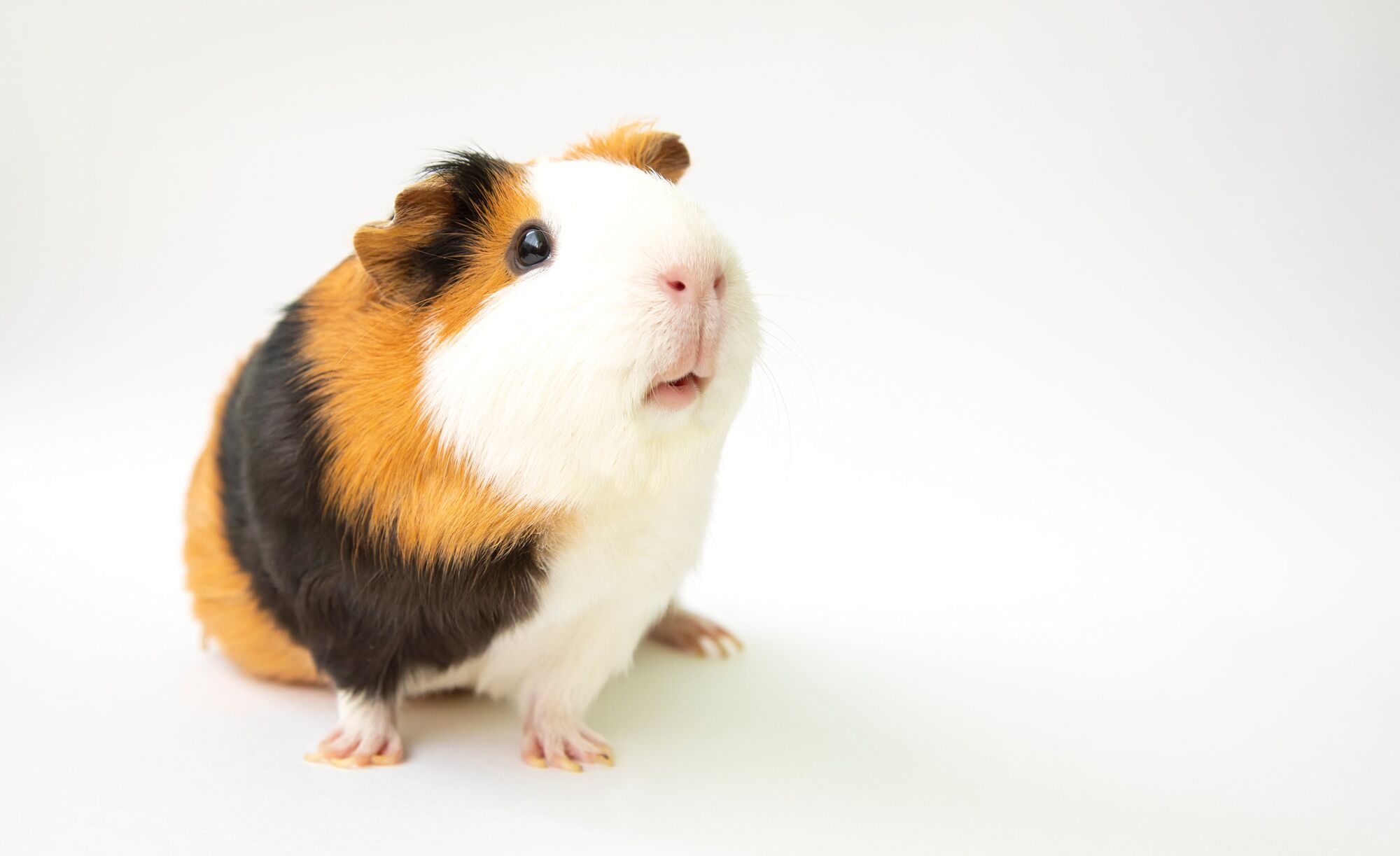 Should I Get Hamster or Guinea Pig?  Guinea Pig vs Hamster – GuineaDad