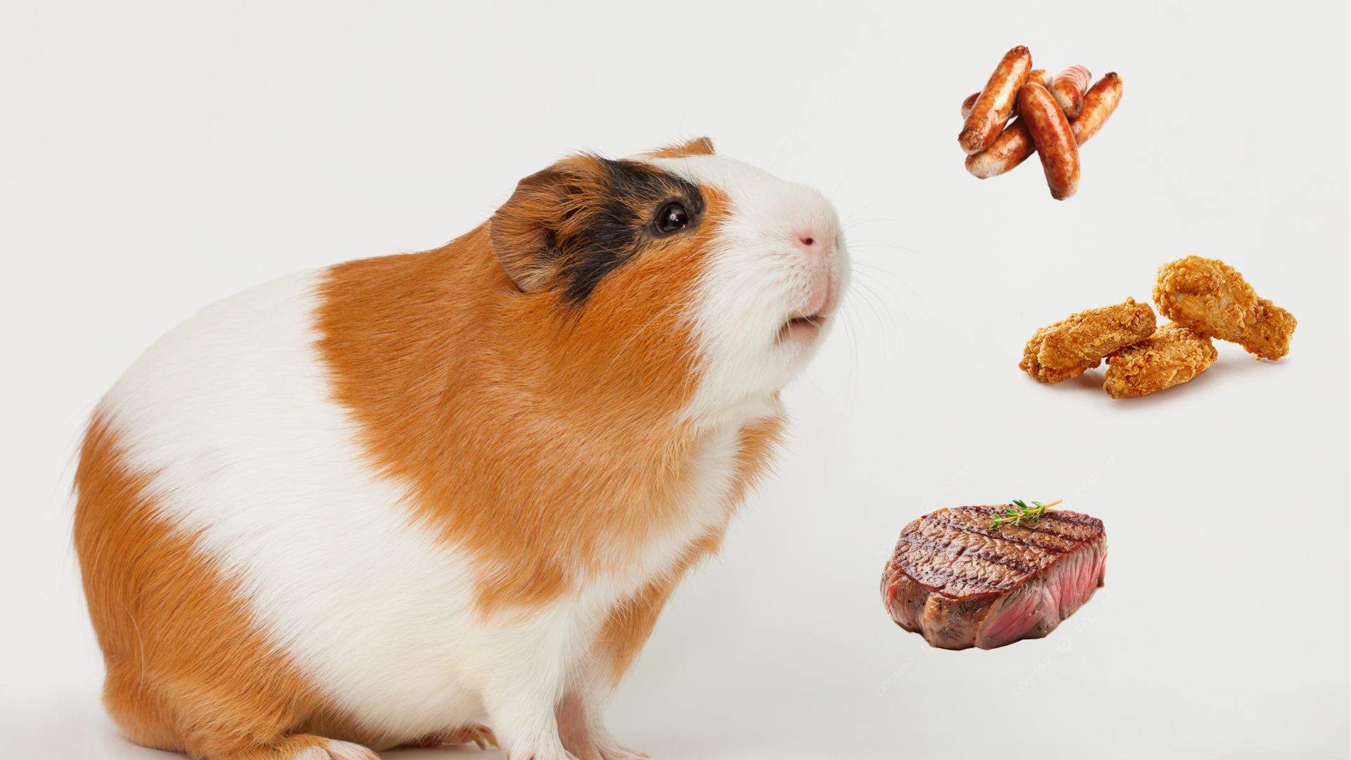 Do guinea pigs eat hotsell each other