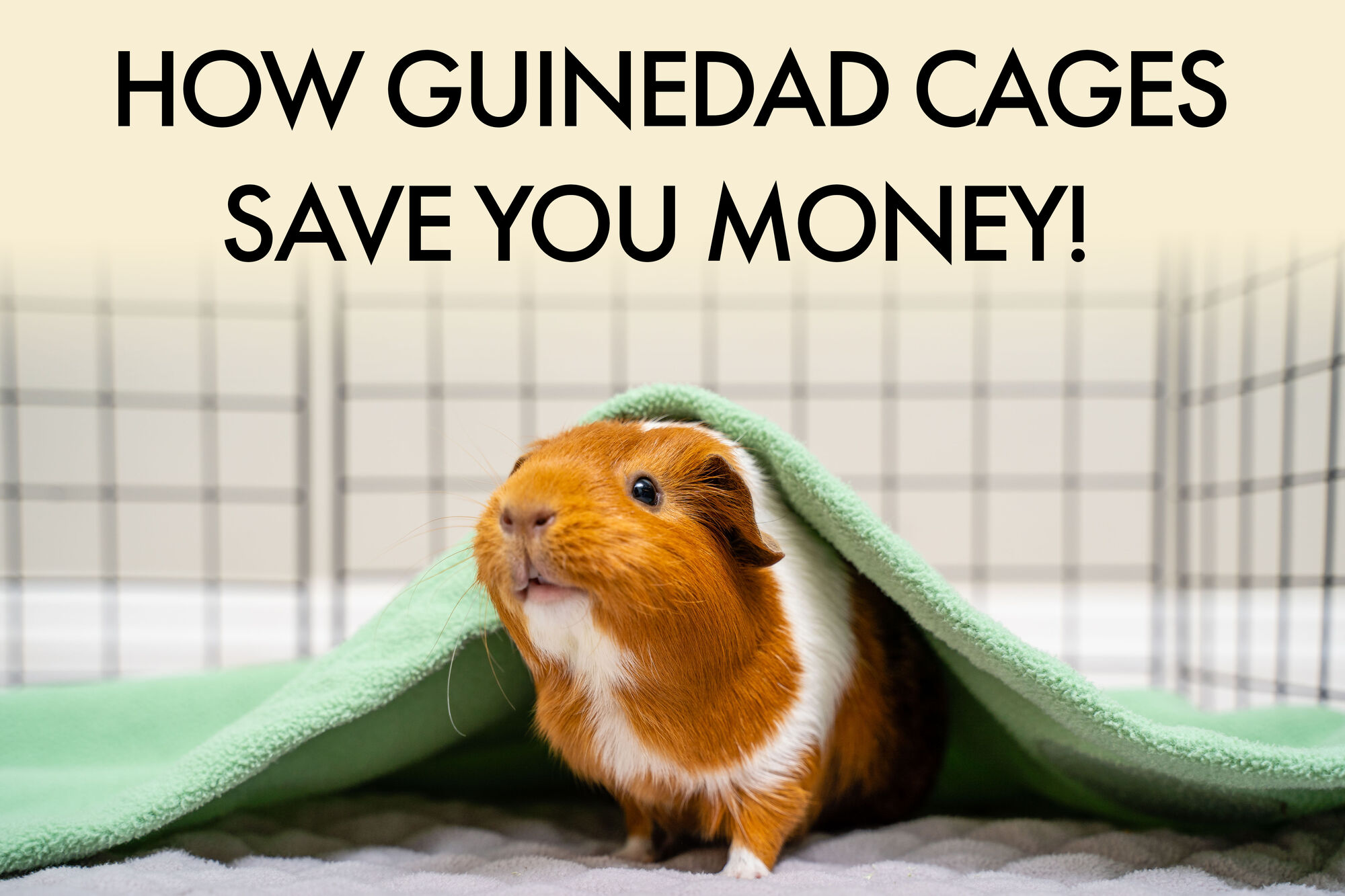 Should I Get Hamster or Guinea Pig?  Guinea Pig vs Hamster – GuineaDad