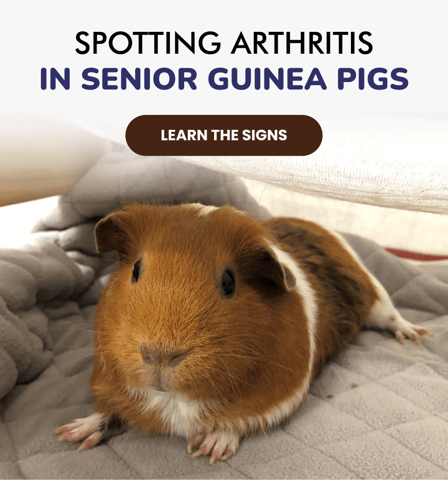 How to spot signs of arthritis in your Guineadad