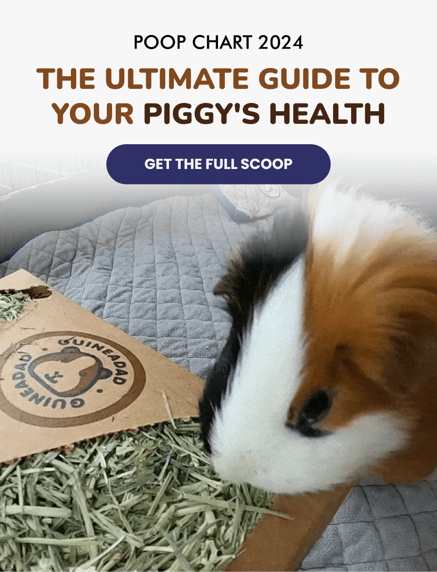 Guinea pig 2024 poop scoop