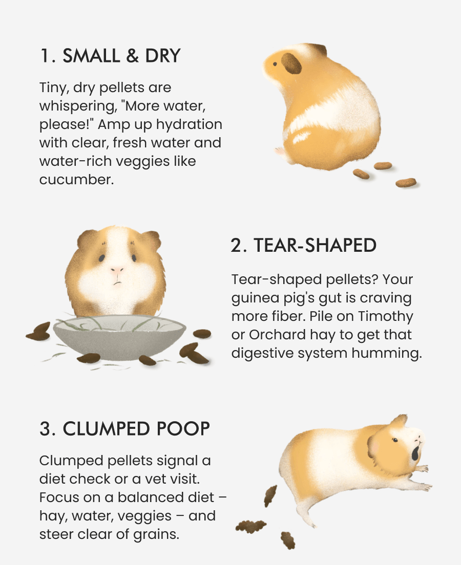 Guinea pig 2024 poop scoop