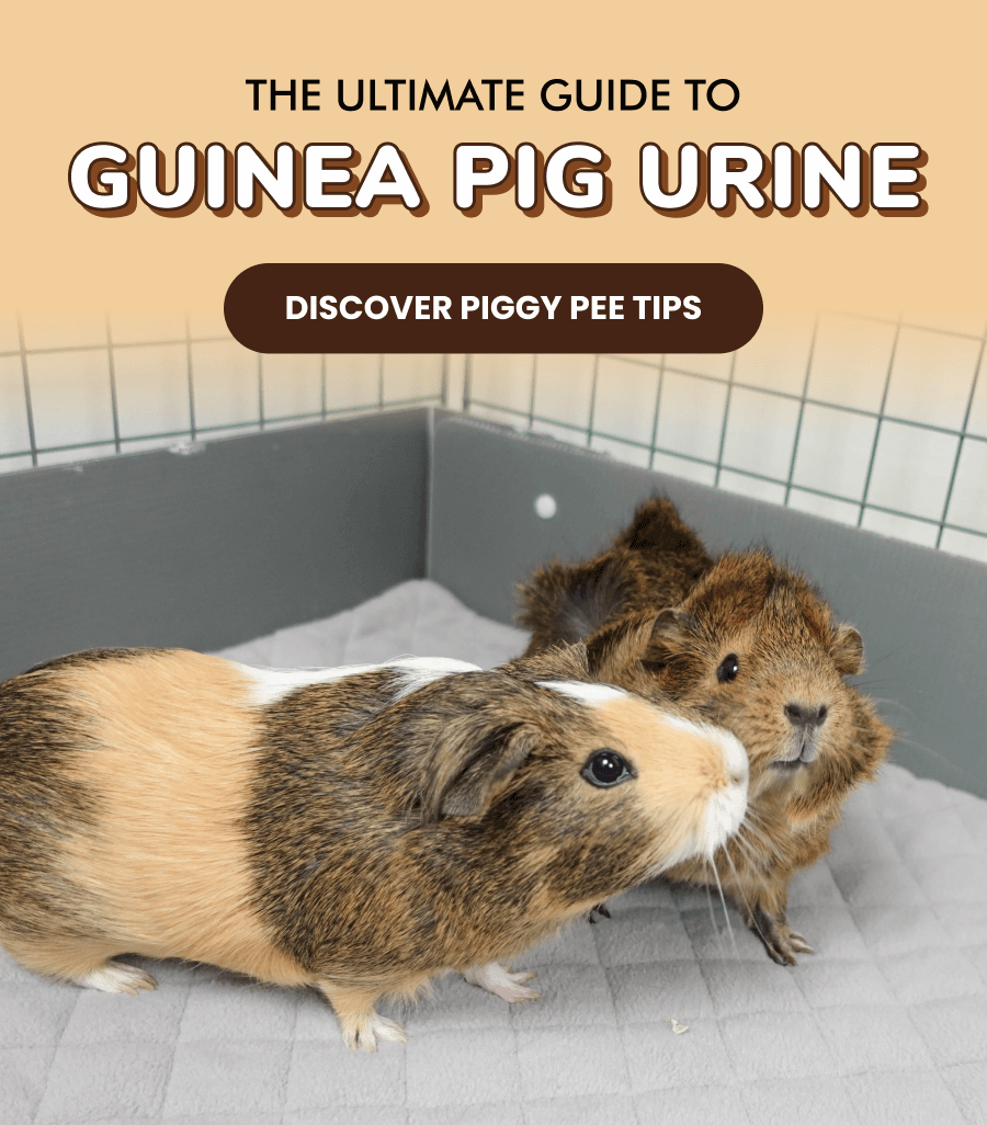 🐹 The Ultimate Guide to guinea pig urine - Guineadad