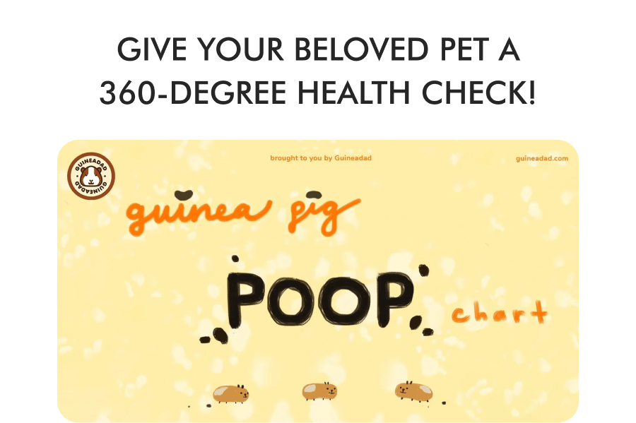 Guinea Pig Health: Urine Color Guide
