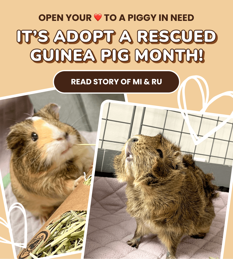 Adopt a rescued 2024 guinea pig month